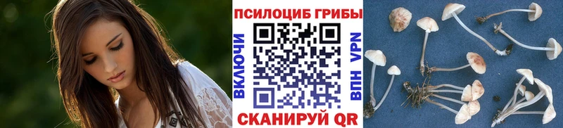 Псилоцибиновые грибы Psilocybe  Волгореченск 